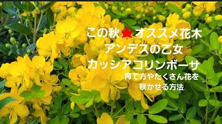 この秋🍁オススメの花木❗アンデスの乙女カッシアコリンボーサの育て方やたくさん花を咲かせる方法を詳しく紹介‼️