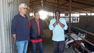 300 किलोमीटर से फार्म पर विजिट करने के लिए आए बीकानेर से जयपुर  || SARDAR_GOAT_FARM #sardargoatfarm