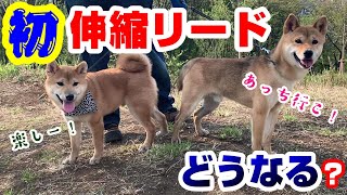 子犬の柴犬と先住犬が初伸縮リードで外散歩したらどうなる！？