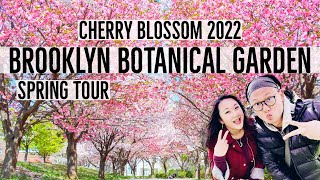 Cherry Blossom Brooklyn Botanic Garden 2022