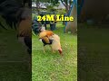 24m grey line shortvideo