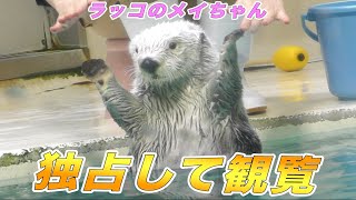 ラッコのメイちゃんを独占状態で観覧した日【鳥羽水族館にて「ラッコのお食事タイム／ノーカット」】