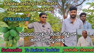 ಪಪಾಯ ಉತ್ತಮ ಕಾಯಿ ಸೆಟ್ಟಿಂಗ್ ಹಗರಿ ಬೊಮ್ಮನಹಳ್ಳಿ/Papaya setting is altimate -Hagari Bommanahalli