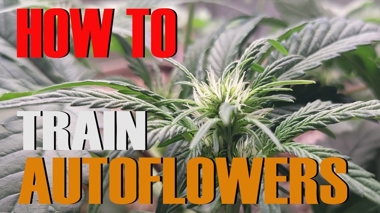 HOW TO TRAIN AUTOFLOWERS (EPISODE 2) - YouTube