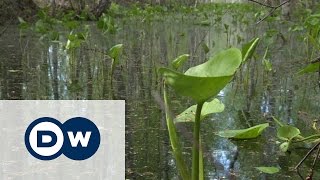 Торфяники в Московской области пожароопасны