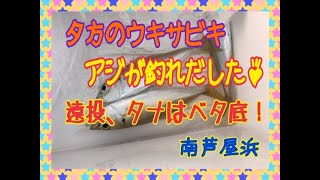 夕方のウキサビキでアジ♪　fishingmax芦屋店