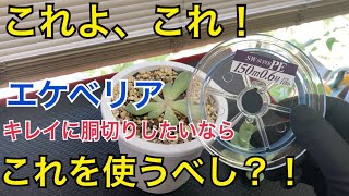 多肉植物　胴切り（チョンパ）はこれで切るべし⁈ ラインジプシー最終章！！！PEライン0.6号が最強の胴切りアイテム確定！