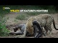 Predators Without Mercy | World’s Deadliest | हिंदी | Full Episode | S3 - E1 | Nat Geo Wild