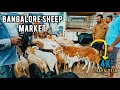 Bangalore Sheep Market | Chandapura Sheep and Goat Market Full Detail Video