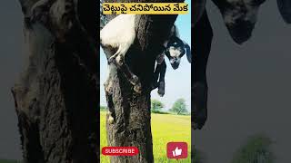 చనిపోయిన మేక పిల్లను చెట్టుపై ఎందుకు వెలాడదీస్తరు.. 😱😱🔥🔥/#shorts /#indianvillageculture