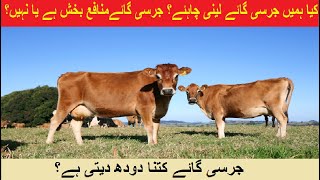 Top Jersey Cow Breed | Jersey Cow Milk production | HRM Dairies | Dr.Sajid