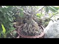 বৃক্ষমেলায় এডেনিয়াম গাছের মূল্য adenium price in kingshuk green house gardening bangladesh