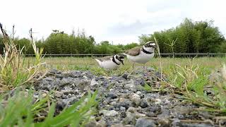 コチドリの抱卵交代　Male Little Ringed Plover  Take turns Incubation