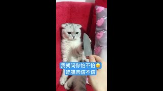 #猫 #cat 团子，我就问题你怕不怕，吃猫肉信不信，