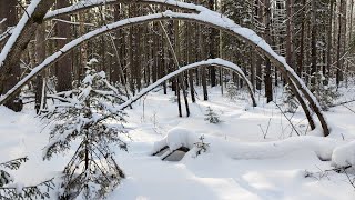 Кого сняла Фотоловушка в февральском ЛЕСУ? Морозная прогулка.