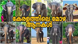 കേരളത്തിലെ മോഴ ആനകൾ | Mozha Elephants in Kerala