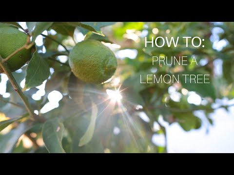 How To: Prune a Lemon Tree How To: Prune a Lemon Tree