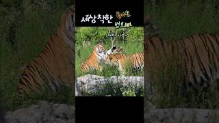 여전한 착한오빵이 #호랑이숲 #tiger #animals #무궁이 #태범