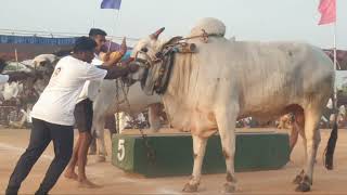 ఉత్తనూరు సీనియర్ విభాగం 5వ జత డాక్టర్ ఏ గురునాథ్