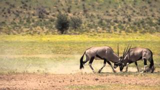 Gemsbok (Oryx) Fighting.(Slow Motion) Kalahari, South Africa