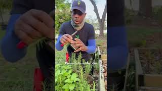 How to propagate and grow rosemary