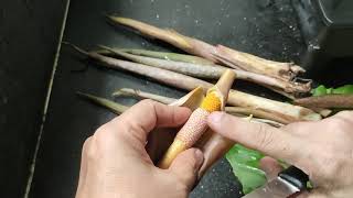 Kitchen Tip : How to clean Dragon Stalk Yam