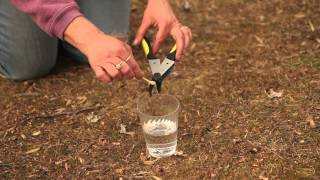 How To Prune A Twisted Willow Pruning Tips