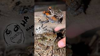 catch frogs challenge funny | catching a frog wants to laugh | catch froggy frog funny for laugh hah