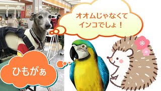 インターパーク　ジョイフル本田　宇都宮店　ペットワールド　ルリコンゴウインコ！Ver2＋ハリネズイ！