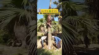 Tree Transplantation || वृक्ष प्रत्यारोपण की विधि ||  How to transplant washingtonia palm #viral