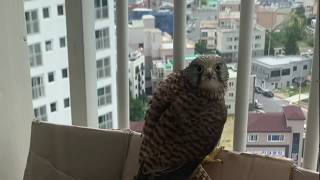 2020황조롱이 육아 31Kestrel nesting - 남아있는 세 마리들 Three chicks still left