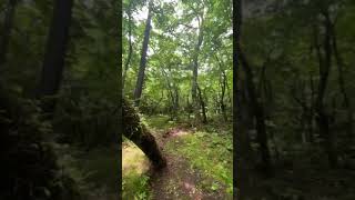 (구독자브이로그)제주 사려니숲 한가운데에서. Deep inside of Saryeoni Forest, Jeju Island.