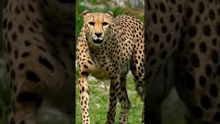 #shorts #cheetah #leopard #animals_और_nature