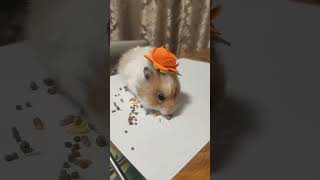 Карамелька пополняет запасы 🐹 хомяк ( Hamster ) ( 仓鼠 )( ハムスター ) #hamster #hamster_karamel #仓鼠 #ハムスター