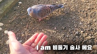 I am 비둘기 술사 에요