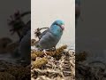 pacific parrot chomping on millets 太平洋鸚鵡吃小米粟 鸚鵡 鳥 pet cute parrot bird baby love happy