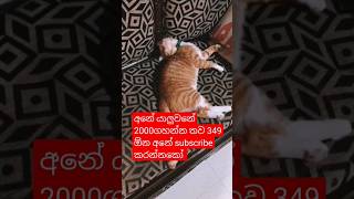 මේ බලන්නකෝ කිටී ඉන්න හැටි ❤️😘🙏 #cat #funnyanimal #bautiful