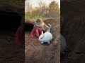 Friendship / puppy and rabbit . A beautiful moment #269 - #shorts