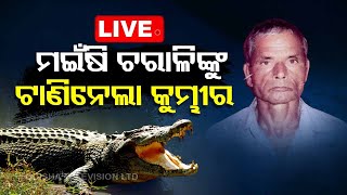 Live | ବ୍ରାହ୍ମଣୀ କୂଳରେ ମଇଁଷି ଚରାଇବା ବେଳେ ଟାଣିନେଲା | Crocodile | Brahamani river | Kendrapara | OTV