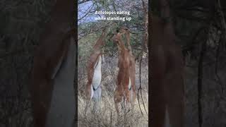 Antelopes eating while standing up #shorts #wildlife #safari #animal