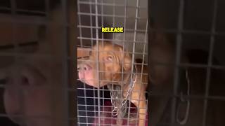 ⚠️ Chained dog never knew freedom 😢