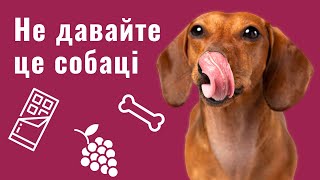 ЧИМ НЕ МОЖНА ГОДУВАТИ СОБАКУ | ЗАБОРОНЕНІ ПРОДУКТИ