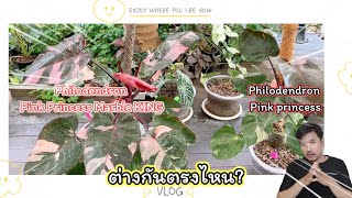 Philodendron Pink Princess Marble KING แตกต่างกับ Philodendron Pink Princess ตรงไหน?