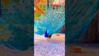 Peacock dance/Beautiful peacock dance video 🦚#peacock #shorts #viral