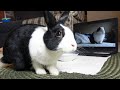 Adopted rabbit learns how to groom by watching tutorial