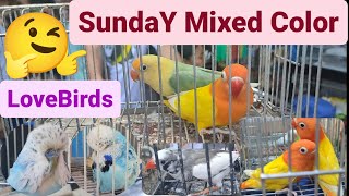 Vlog350 Lutino Opaline🦜Yellow Bull Opaline🦜Zebra Finch🦜Euro Budgie🦜Society Finch🦜 Parakeets🦜😍🥰🌍