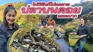 The way of hill tribe life EP.242 The hill tribe Girl fish hunter got a lot of strange fish.