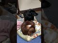 仲良し姉妹の朝の日課✩morning routine of good friends【多頭飼い】【ダックスフンド】【dachshund】