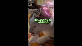 【ピーポーれみ】2025年新年のご挨拶 #猫のいる暮らし #シニア猫 #保護猫 #新年のご挨拶