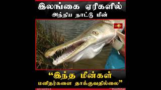 இலங்கை-ஏரிகளில்-அந்நிய-நாட்டு-மீண் (மீமீணா) 😱 SPECIAL | FISH #foryoupage  @SriLankaRupavahinitv